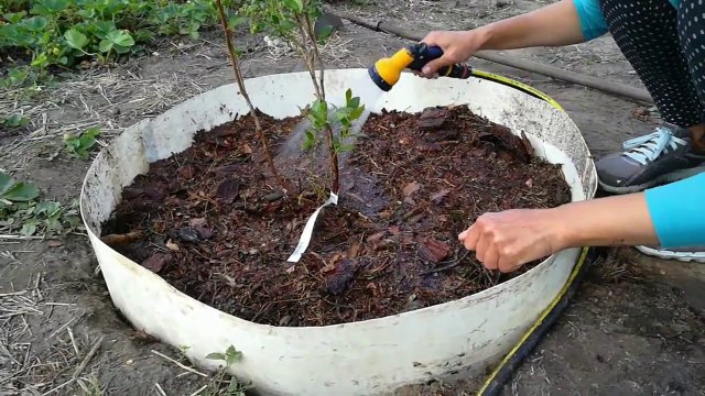 Посадка голубики от А до Я / как посадить голубику / как сажать голубику / как вырастить голубику