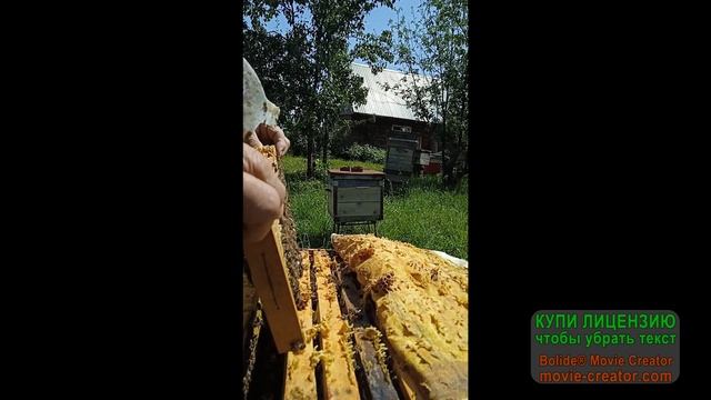 Пчеловодство.