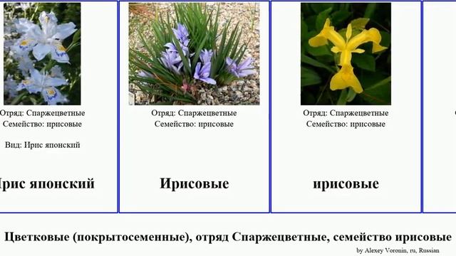 Цветковые (покрытосеменные), отряд Спаржецветные, семейство ирисовые шафран голубоглазка Шпажник
