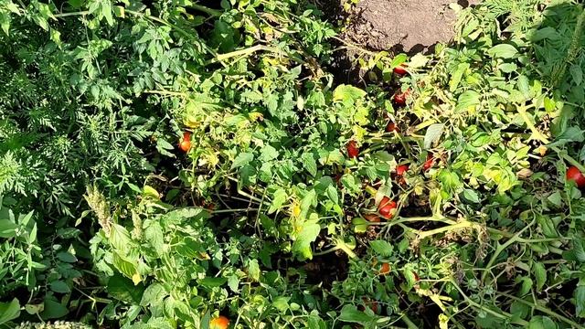 Урожайный помидор Рио Гранде. Лучший сорт помидор для открытого грунта.
