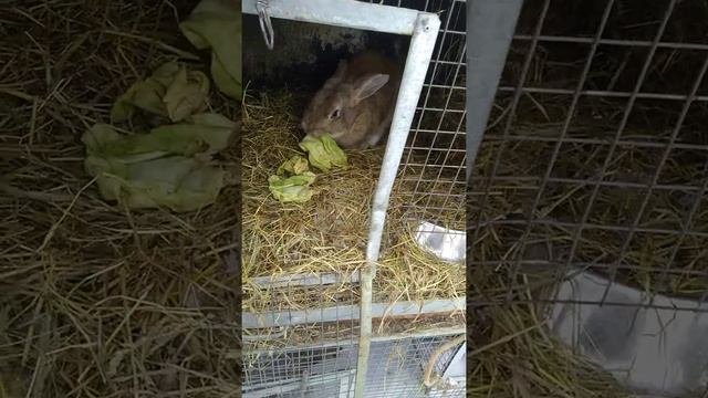 Как зимует коза с курами.