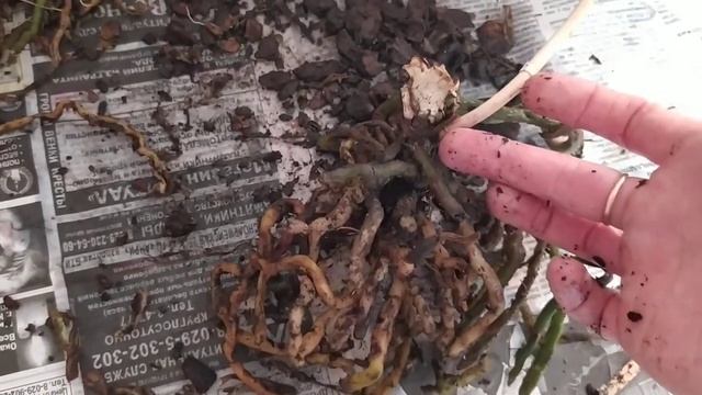 Можно ли спасти орхидею если она засохла_ Можно.)