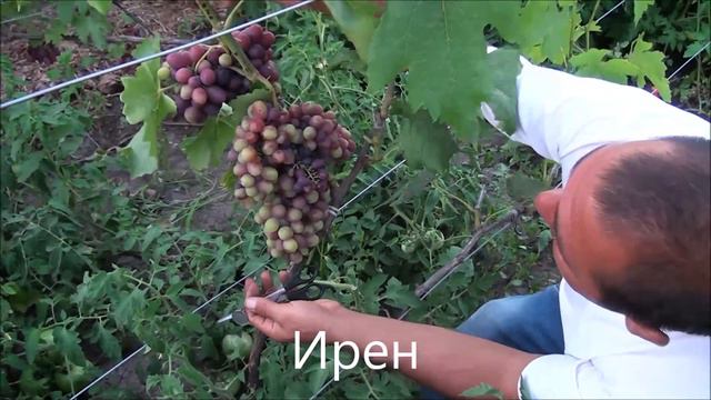 Ирен
