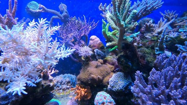 Кормление рыб в морском аквариуме Piratereef