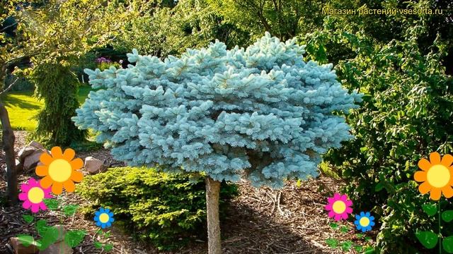 Ель колючая на штамбе глаука глобоза - штамб. Краткий обзор, описание характеристик picea