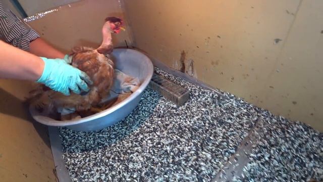 ЦЫПЛЯТА ВЫЛУПИЛИСЬ У НАСЕДКИ КУРИЦЫ / ЧТО ДАЛЬШЕ ДЕЛАТЬ ???