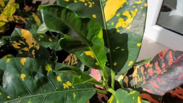 Кодиеум/кротон Магнифисент или Magnificent ???