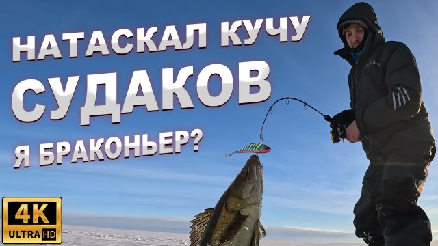 Ушёл от толпы и натаскал КУЧУ СУДАКОВ! Ловля судака на вибы зимой