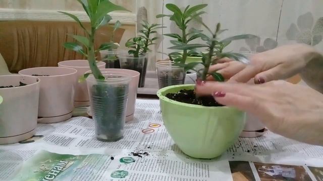 АДЕНИУМАМ ПОЛГОДА .ПЕРЕСАДКА.
