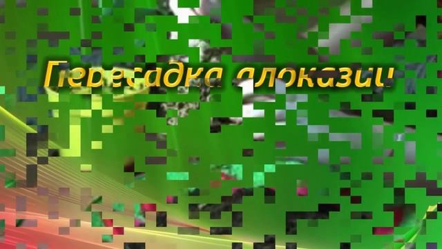Пересадка Алоказии. Какой нужен горшок и грунт для пересадки Алоказии!