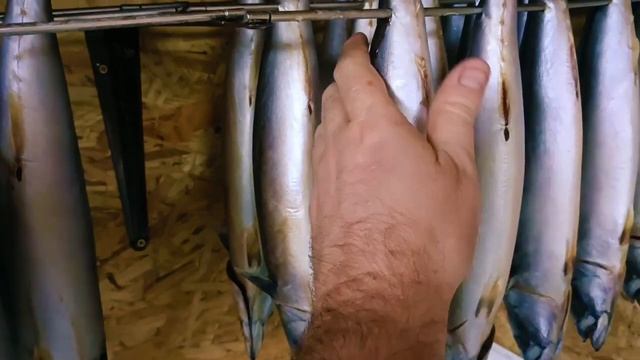 Скумбрия холодного копчения в Оборудовании Москит коптилка копчение