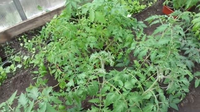 ПОЧЕМУ ЗАКРУЧИВАЮТСЯ ЛИСТЬЯ У РАССАДЫ ТОМАТОВ? Ольга Чернова.