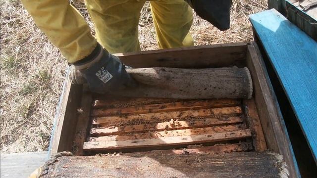 Пасека в лесу.Среднерусская пчела.Расширяем? Сравниваем с Карникой.