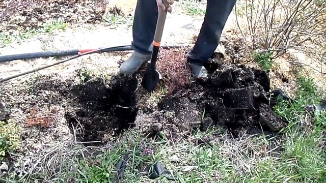 Голубика садовая пересадка взрослого куста 7 лет