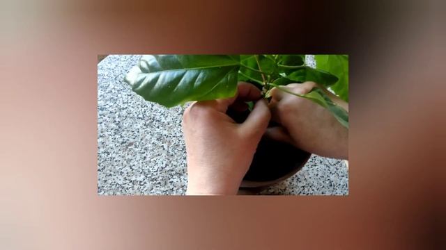 Размножаем гибискус черенками?