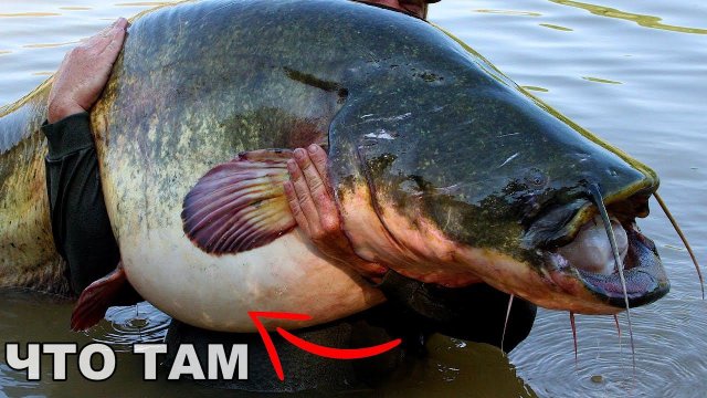 Рыбалка ЖУТЬ! ЧТО В ЖЕЛУДКЕ У СОМА? ВОТ ЧЕМ ПИТАЕТСЯ СОМ! НАШЁЛ В ЖЕЛУДКЕ СОМА! СЛАБЫМ НЕ СМОТРЕТЬ