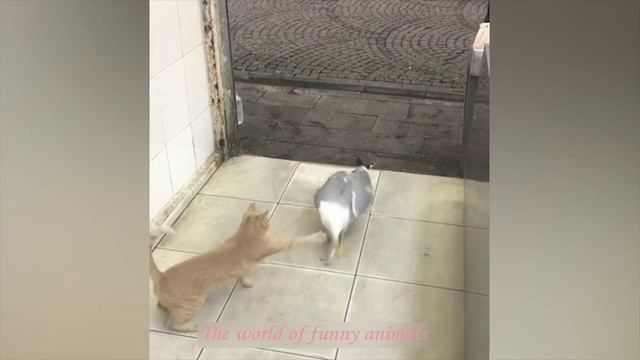 МИЛЫЕ КОТЫ И СОБАЧКИ , ПРИКОЛЫ С ЖИВОТНЫМИ?ПОПРОБУЙ НЕ ЗАСМЕЯТЬСЯ САМЫЕ СМЕШНЫЕ КОТИКИ АВГУСТ 2022