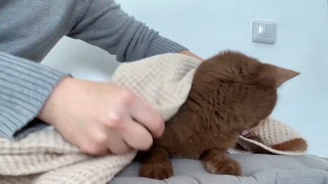 Как дать таблетку кошке?