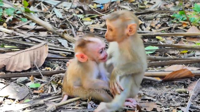 SadNews!..Baby Monkey Leo I-n-j-u-r-e-d_And_F-a-i-n-t_Long_Time_ When Mommy Monkey Libby A-t-t-a-c-