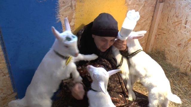 Самая высокоудойная порода коз// Кормим козлят из соски//Козы комолые или рогатые?