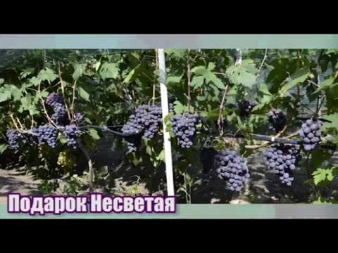 Виноград Подарок Несветая - урожайный и устойчивый