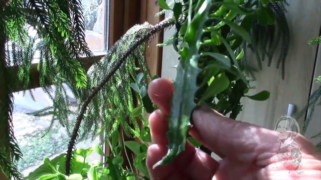 МОЛОЧАЙ ТРЁХГРАННЫЙ. Как укоренить черенок!?