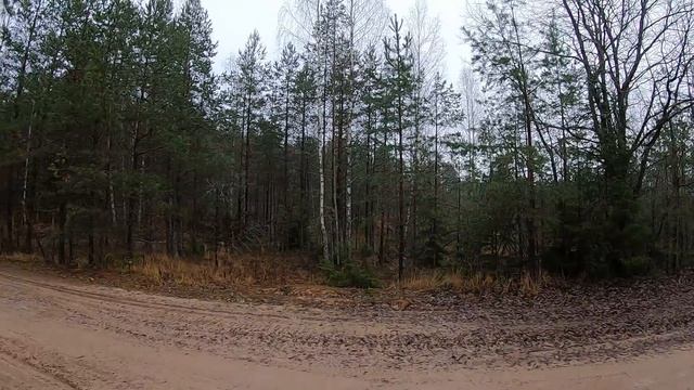 Загонная охота на лося. Одна охота два лося. Декабрь 2020. КВО-4.