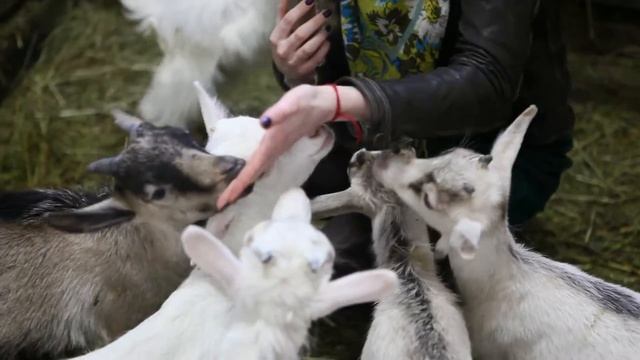 Фермерские продукты | Натуральные продукты | Ферма Деревня