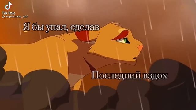 Подборка из Тик Тока коты воители #6