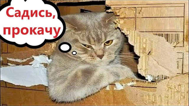 ПРИКОЛЫ С КОТАМИ - С ОЗВУЧКОЙ - Самые Смешные Животные - Смешное видео с котами!