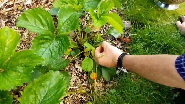 Daddy Harvesting the strawberries?