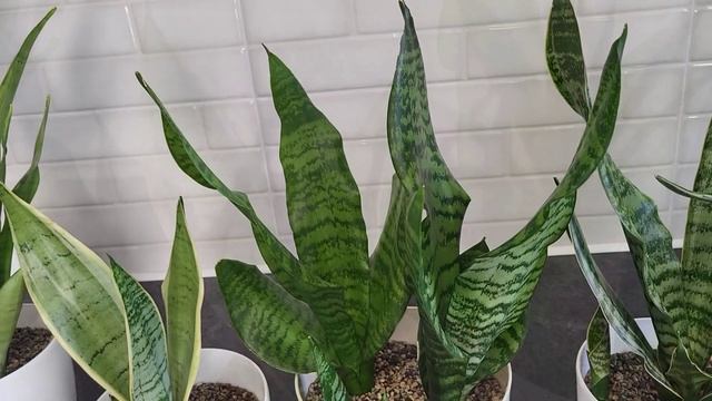 Сансевиерия. Обзор среднерослых сансевиерий вида Trafasciata. Сансевиерия Футура