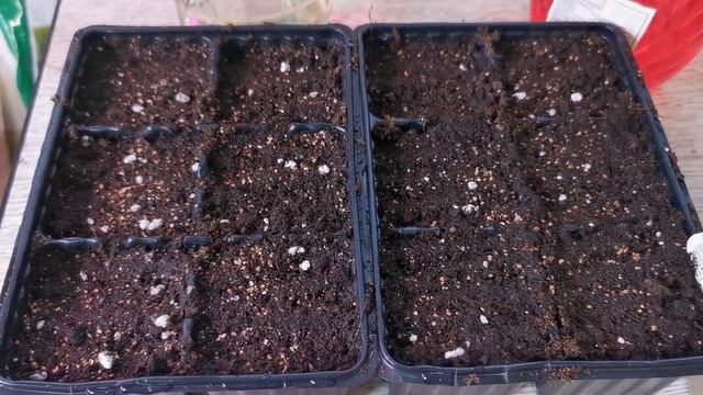 ПОСЕВ СЕМЯН ШПИНАТА - ВЫРАЩИВАНИЕ ШПИНАТА ИЗ СЕМЯН ДОМА НА ПОДОКОННИКЕ - ШПИНАТ НА ЗИМУ