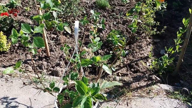 Лантана в саду, высадка в открытый грунт