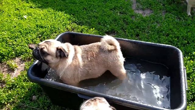 МОПС/ Дружные мопсы/ Собака породы мопс