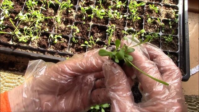 Дренаж для рассады.  Секрет!