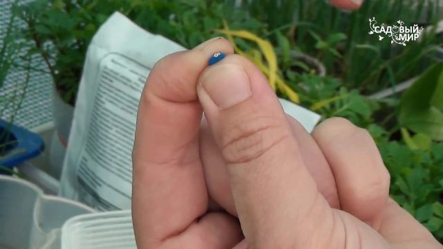 Сажать арбуз еще не поздно  - посадите арбузную семечку. Выращивание арбуза и дыни из семян