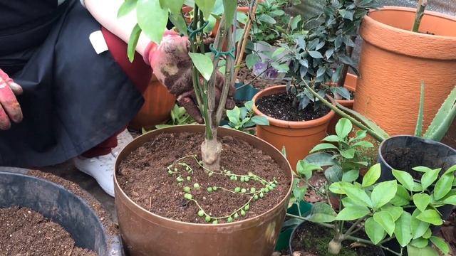 Продолжение. Orchid, transplant exotic