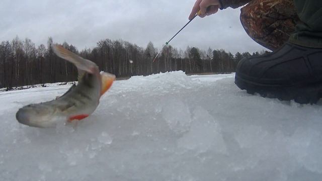 Ловля окуня на озере зимой!