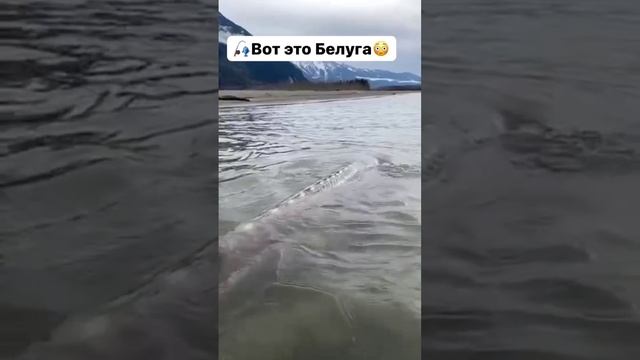 Большая Белуга