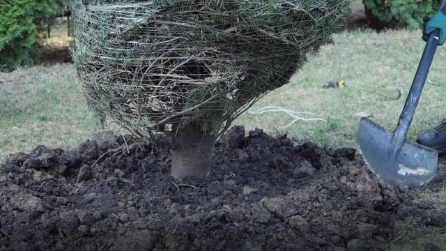 Как посадить пихту? Как правильно посадить пихту в саду?