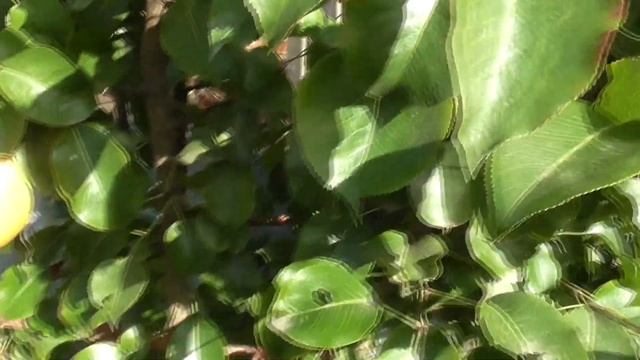 Груша кафедральная