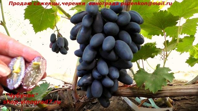 Кишмиш Эмма - виноград раннего срока созревания с очень крупной ягодой, Пузенко Наталья Лариасовна