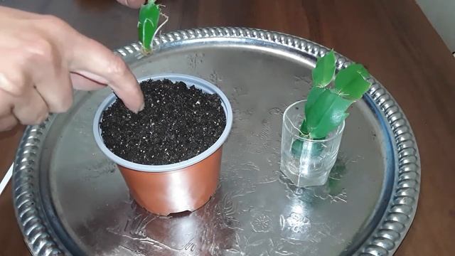 ДЕКАБРИСТ. РАЗМНОЖЕНИЕ ЧЕРЕНКАМИ