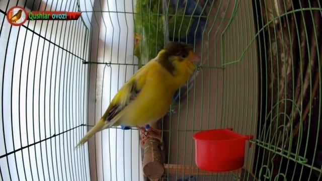 For training Canary singing (Russian singer canary singing) Original Song. Для обучения канареек