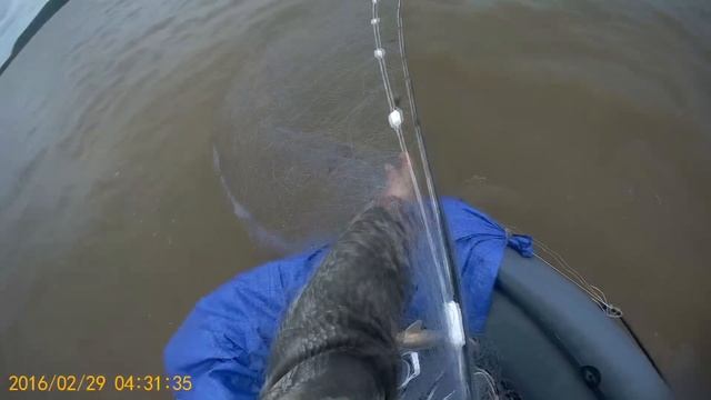 Рыбалка сплавной сетью на сома, большой сом пойман, Рыбалка сетями на Амуре с Fisherman DV. 27 RUS