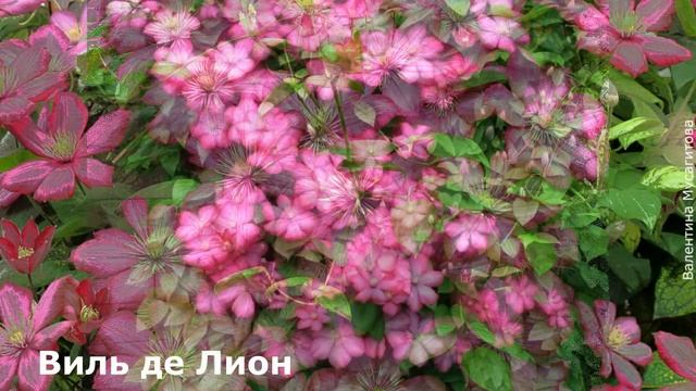 ❀ Клематисы  III группы обрезки (рекомендуются начинающим)