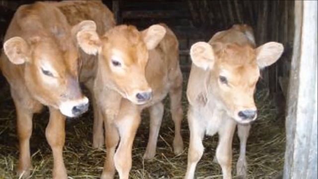 Джерсейская порода КРС особенности, достоинства, недостатки, правила ухода | Крупный рогатый скот