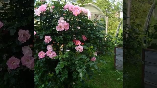 Две ПАРКОВЫЕ розы сестрички. Робуста и  Пинк Робуста. Цветение до заморозков.