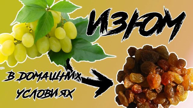 Изюм в домашних условиях без сушилки. Два способа приготовления